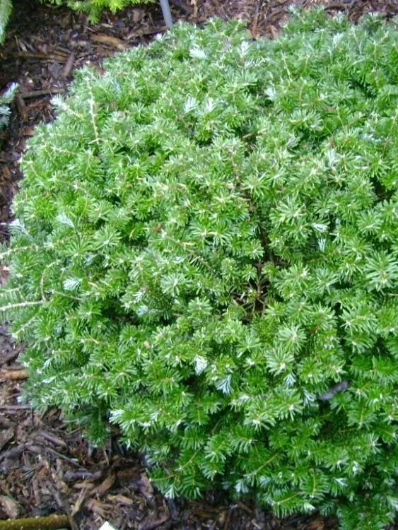 Бианка сорақы